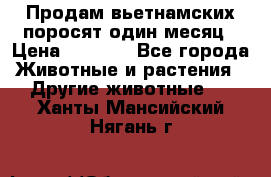 Продам вьетнамских поросят,один месяц › Цена ­ 3 000 - Все города Животные и растения » Другие животные   . Ханты-Мансийский,Нягань г.